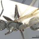 Image de Polyrhachis piliventris Smith 1858