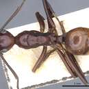 Image of Polyrhachis solmsi Emery 1887