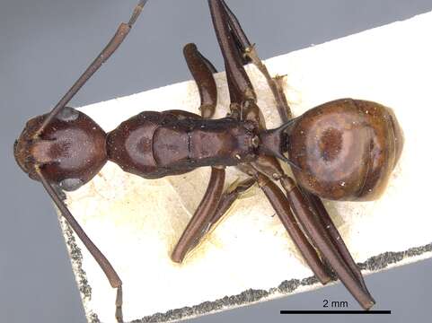 Image of Polyrhachis solmsi Emery 1887