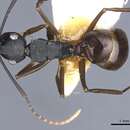 Image of Polyrhachis omyrmex (Donisthorpe 1938)