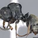 Image of <i>Polyrhachis</i> (<i>Aulacomyrma</i>) <i>annulata</i> Kohout