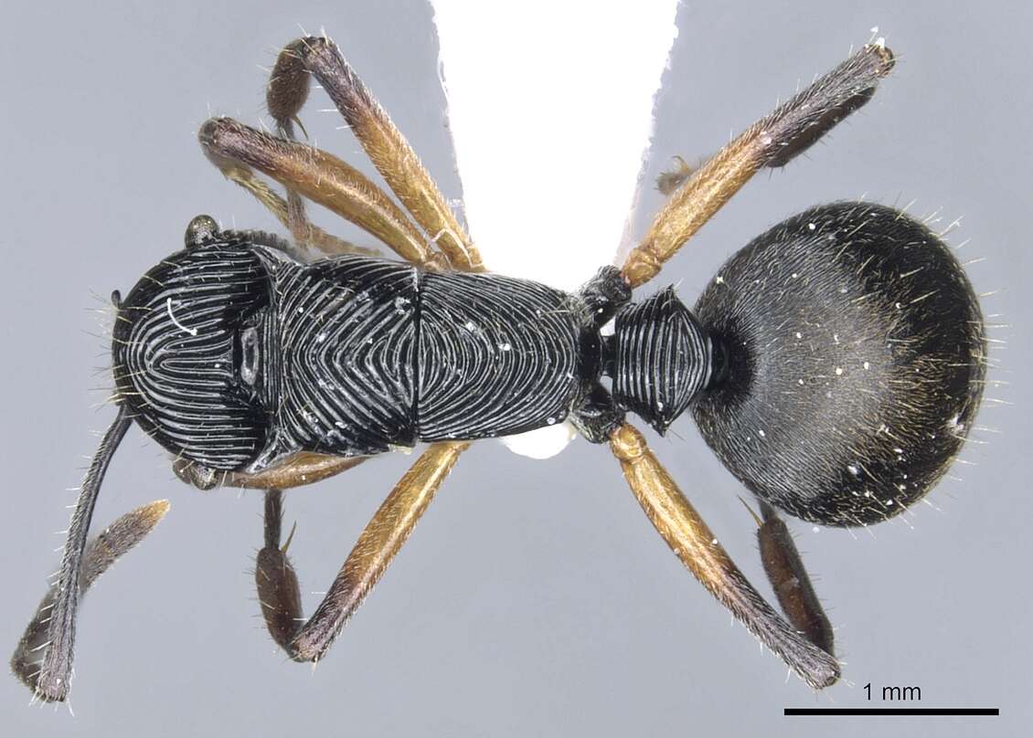 Image of <i>Polyrhachis</i> (<i>Aulacomyrma</i>) <i>decora</i> Kohout