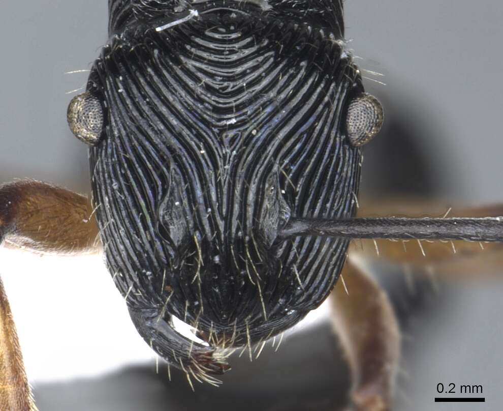 Image of <i>Polyrhachis</i> (<i>Aulacomyrma</i>) <i>decora</i> Kohout