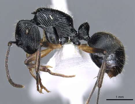 Image of <i>Polyrhachis</i> (<i>Aulacomyrma</i>) <i>decora</i> Kohout