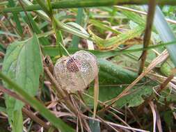 Physalis longifolia Nutt. resmi