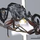Image of Polyrhachis enigma