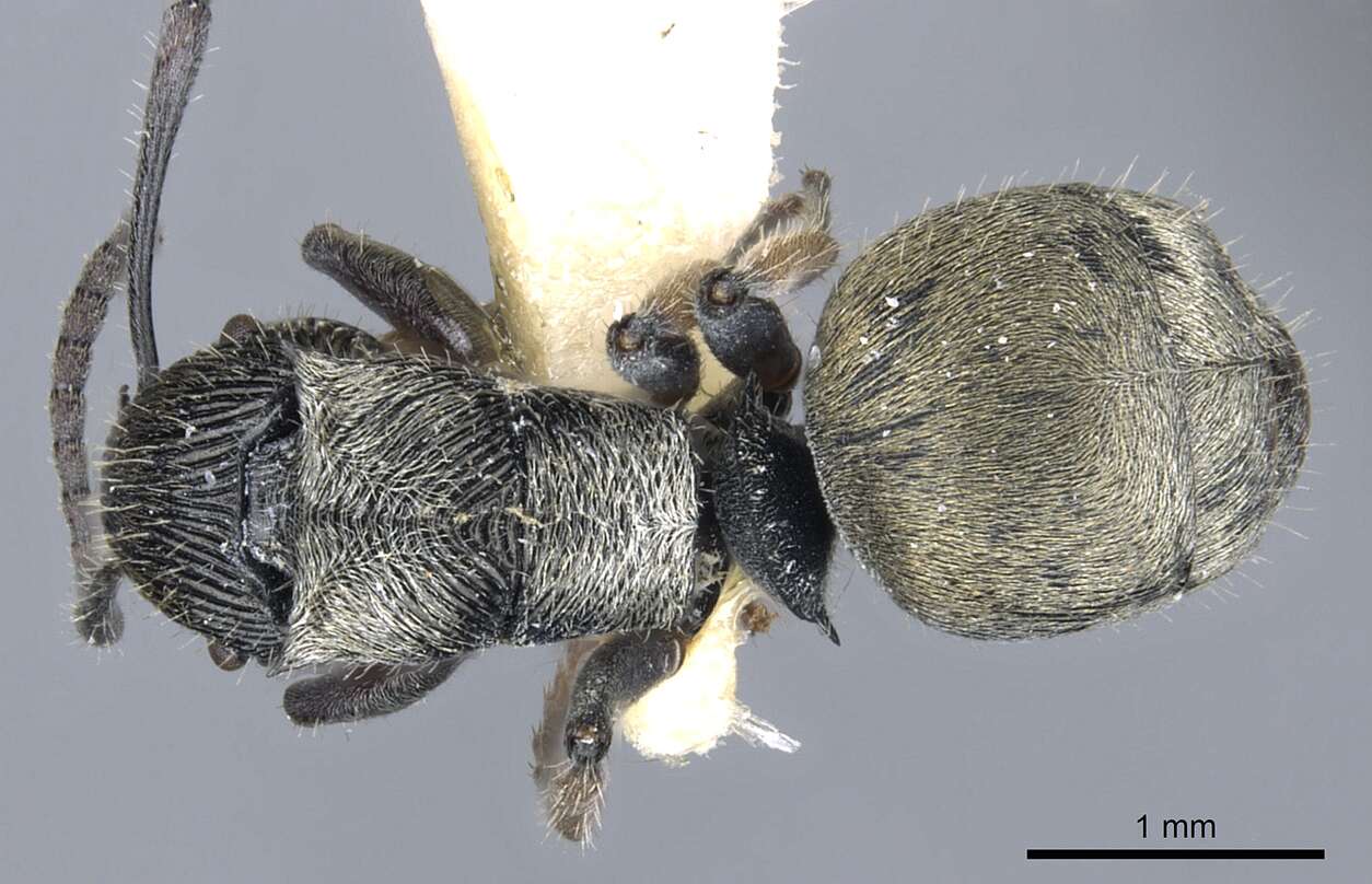 Plancia ëd <i>Polyrhachis</i> (<i>Aulacomyrma</i>) <i>impressa</i> Kohout