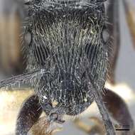 Plancia ëd <i>Polyrhachis</i> (<i>Aulacomyrma</i>) <i>impressa</i> Kohout