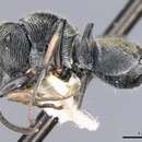 Plancia ëd <i>Polyrhachis</i> (<i>Aulacomyrma</i>) <i>impressa</i> Kohout