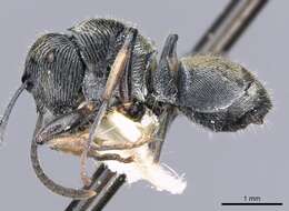 Plancia ëd <i>Polyrhachis</i> (<i>Aulacomyrma</i>) <i>impressa</i> Kohout