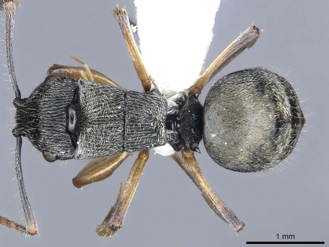 Image of <i>Polyrhachis</i> (<i>Aulacomyrma</i>) <i>parva</i> Kohout