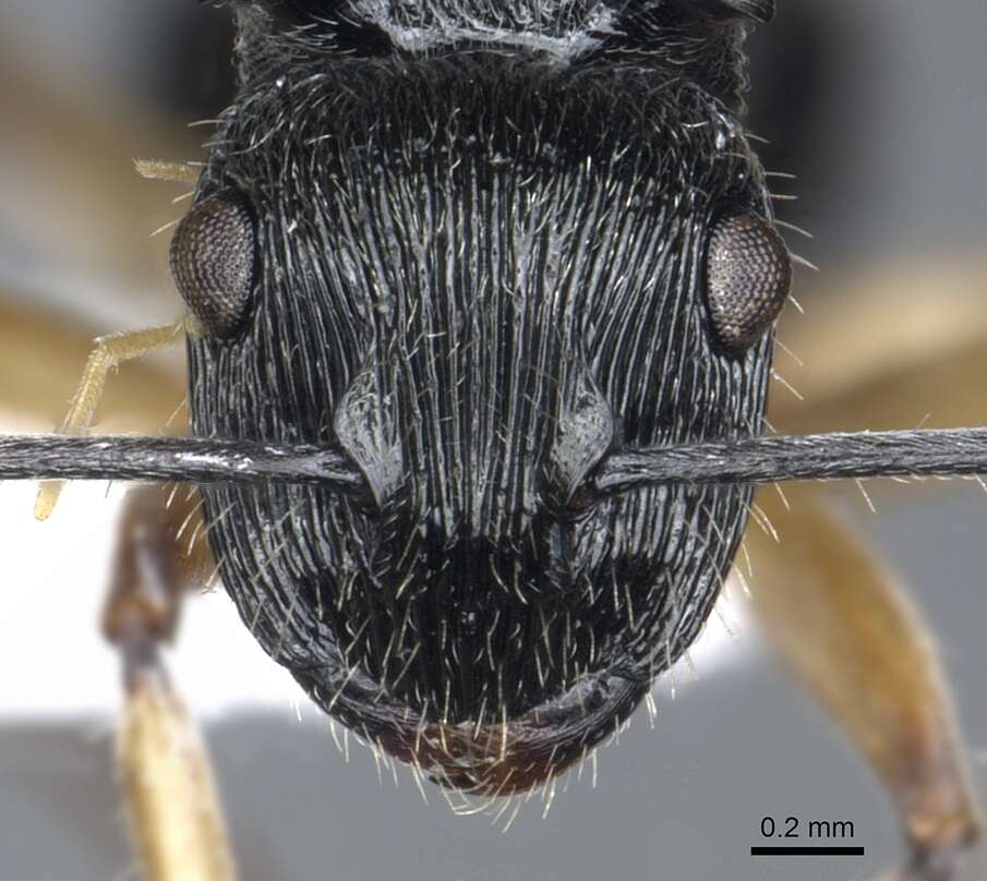 Image of <i>Polyrhachis</i> (<i>Aulacomyrma</i>) <i>parva</i> Kohout