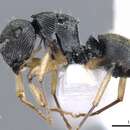 Image of <i>Polyrhachis</i> (<i>Aulacomyrma</i>) <i>parva</i> Kohout