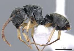 Image of <i>Polyrhachis</i> (<i>Aulacomyrma</i>) <i>parva</i> Kohout