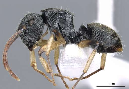 Image of <i>Polyrhachis</i> (<i>Aulacomyrma</i>) <i>parva</i> Kohout