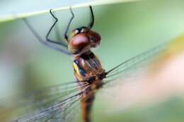 Image of Sentry Dragonfly