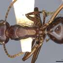 Image of Polyrhachis delicata Crawley 1915