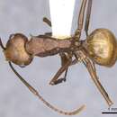 Image de Polyrhachis abnormis Donisthorpe 1948