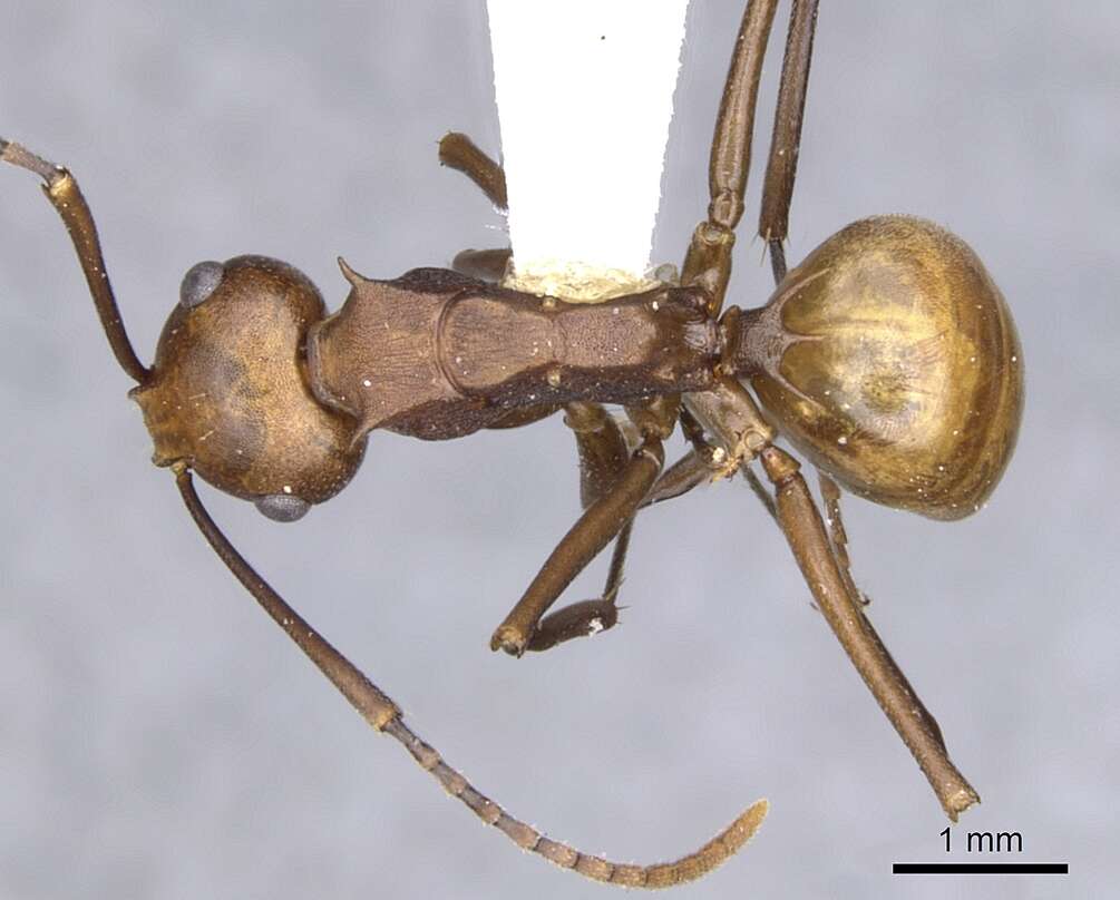 Image de Polyrhachis abnormis Donisthorpe 1948