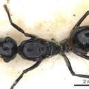Image of Polyrhachis cheesmanae Donisthorpe 1937