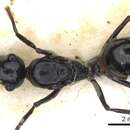 Image de Polyrhachis cheesmanae Donisthorpe 1937