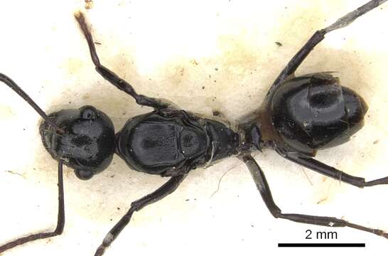 Image de Polyrhachis cheesmanae Donisthorpe 1937