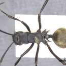 Image of Polyrhachis consimilis Smith 1858
