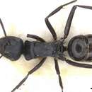 Image of Polyrhachis semiobscura Donisthorpe 1944