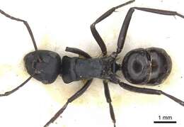 Image of Polyrhachis semiobscura Donisthorpe 1944