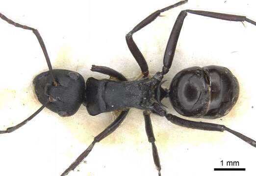 Image of Polyrhachis semiobscura Donisthorpe 1944