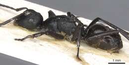 Image of Polyrhachis semiobscura Donisthorpe 1944