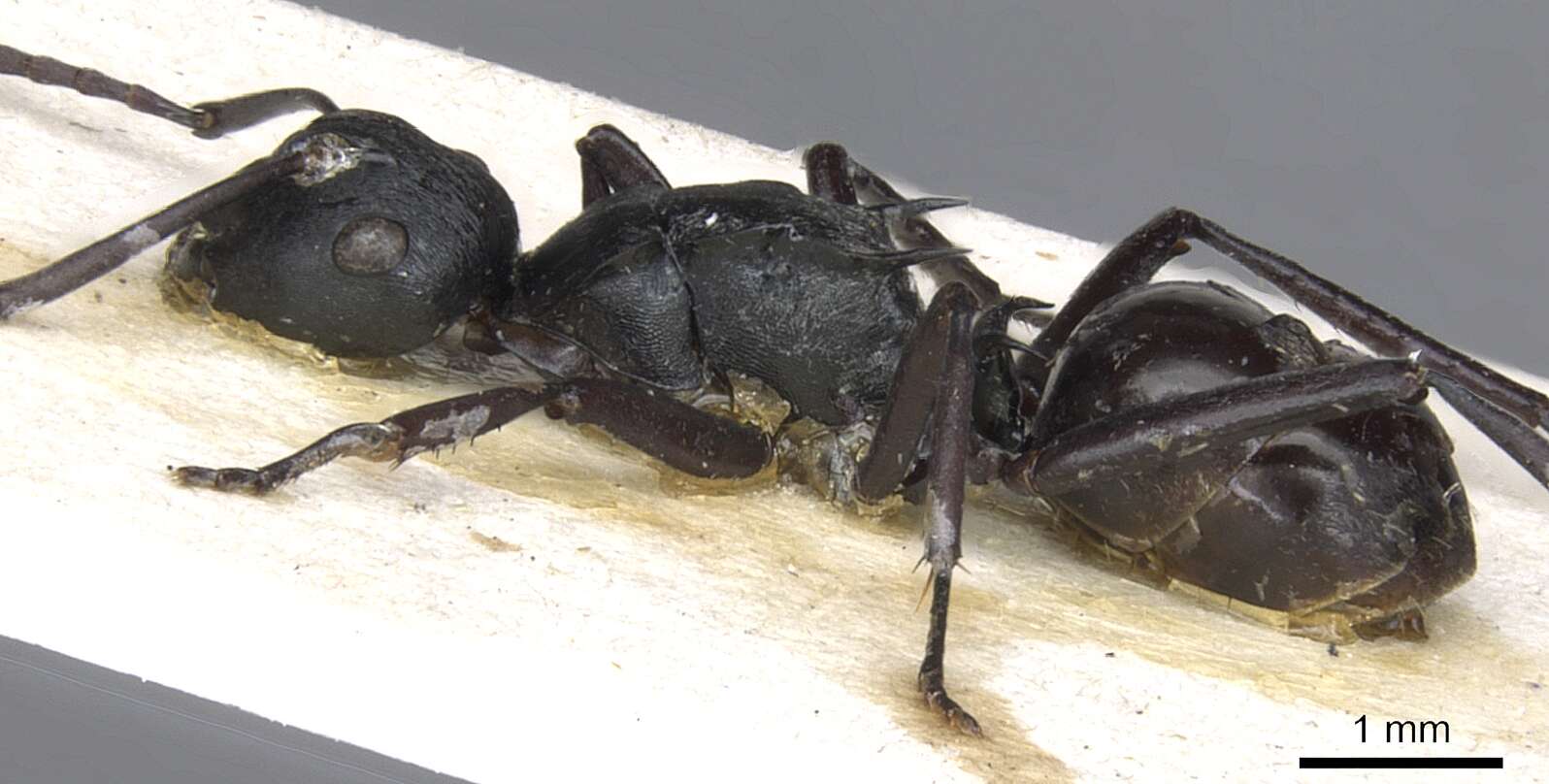 Image of Polyrhachis semiobscura Donisthorpe 1944