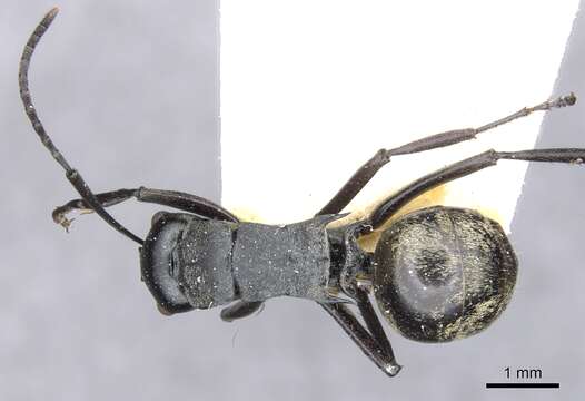 Image of Polyrhachis penelope Forel 1895