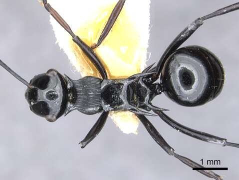 Image de Polyrhachis hungi Bolton 1974