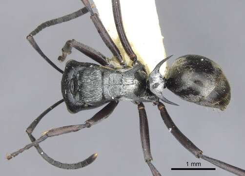 Image de Polyrhachis annae Mann 1919