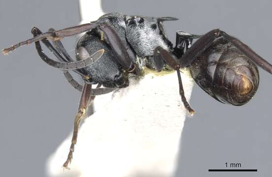 Image of Polyrhachis annae Mann 1919