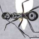 Image of Polyrhachis trina Donisthorpe 1944