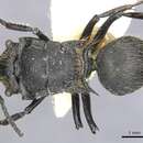Image of Polyrhachis auriformis Donisthorpe 1943