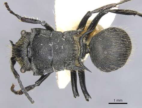 Image de Polyrhachis auriformis Donisthorpe 1943