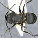 Image of Polyrhachis nitens Donisthorpe 1943