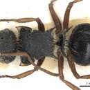 Image of Polyrhachis cingula Donisthorpe 1947