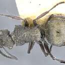 Image of Polyrhachis heinlethii Forel 1895