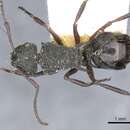 Image of Polyrhachis lownei Forel 1895