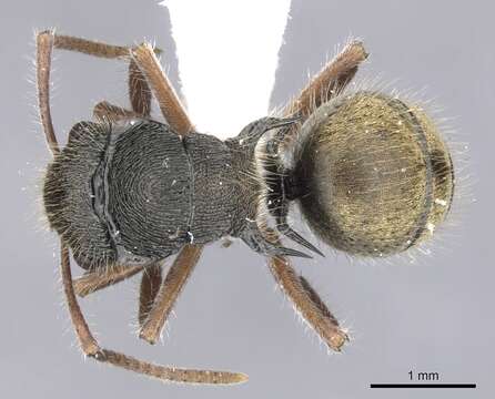 Image de Polyrhachis cydista