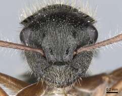 Image de Polyrhachis cydista