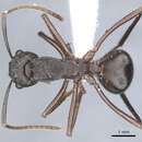 Plancia ëd Polyrhachis bamaga Kohout 1990