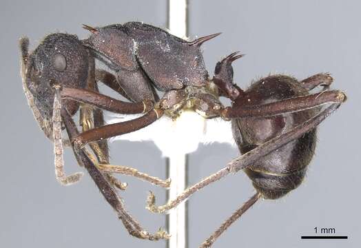 Image of Polyrhachis loweryi Kohout 1990