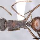 Image de Polyrhachis rustica Kohout 1990