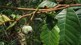 Sivun Annona bahiensis (Maas & Westra) H. Rainer kuva