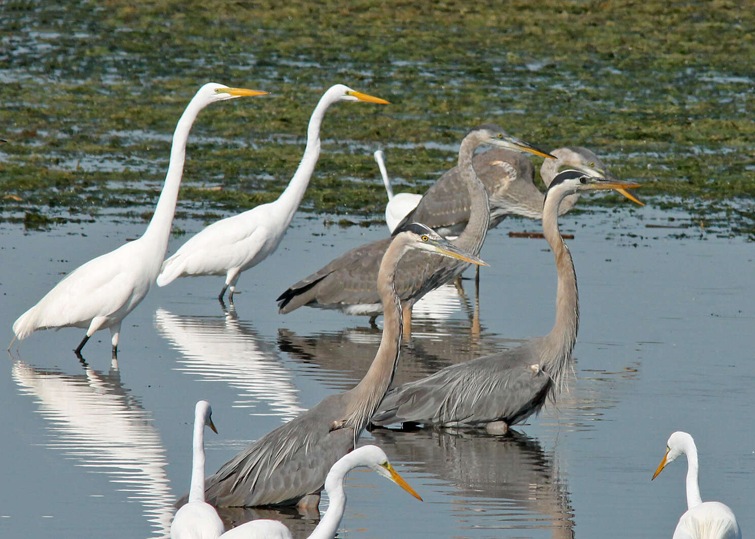 Image of Great Blue Heron